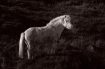 Sunlit Horse  799...
