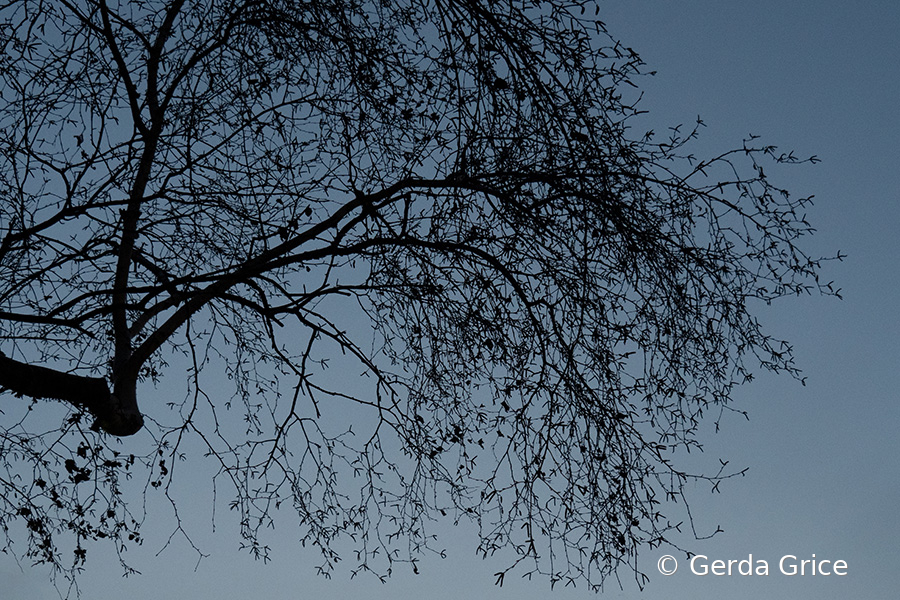 Delicate Winter Silhouette