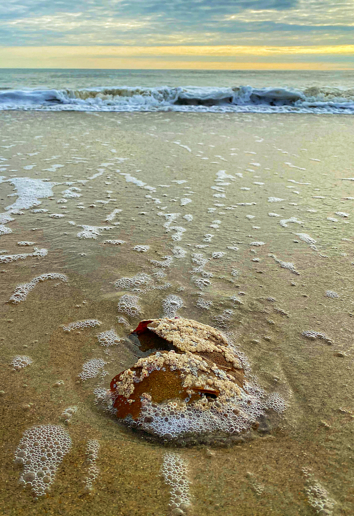 Barnacle Encrusted Horseshoe Crab