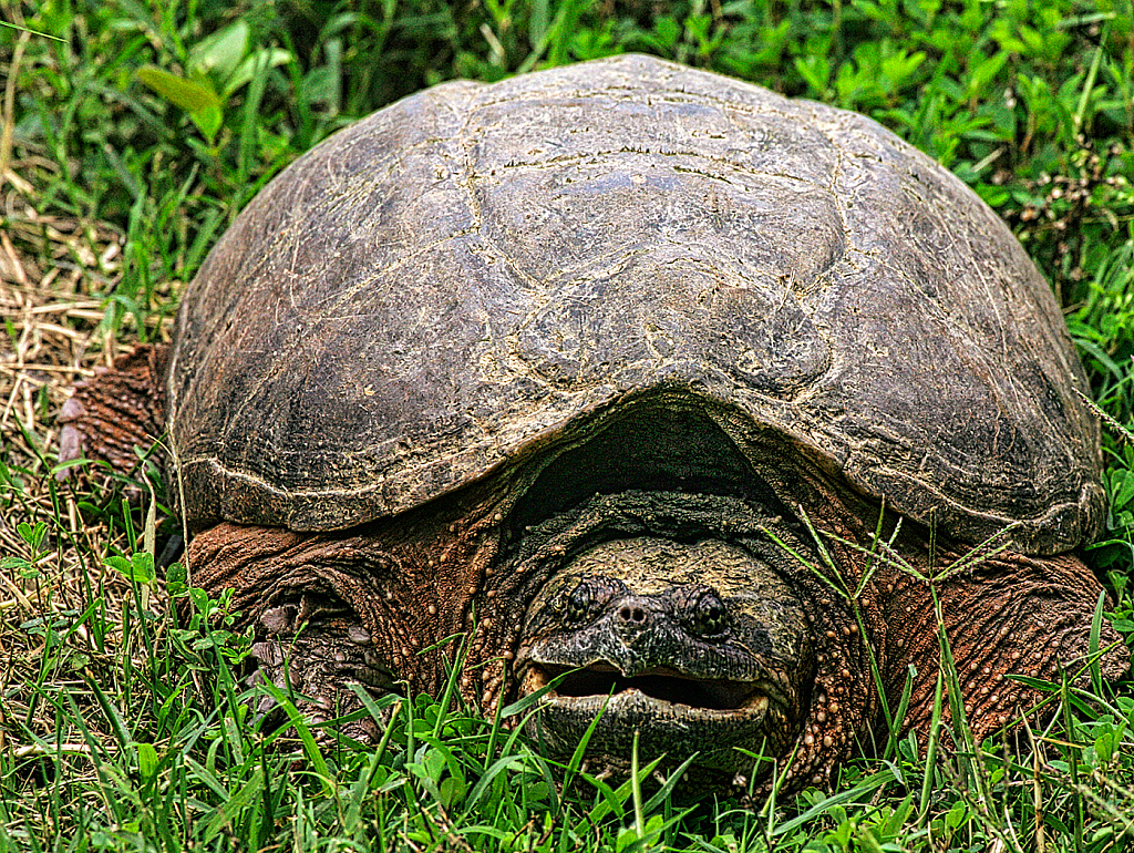 Big Snapper - ID: 15877865 © Janet Criswell