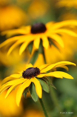 Black-Eyed Susan