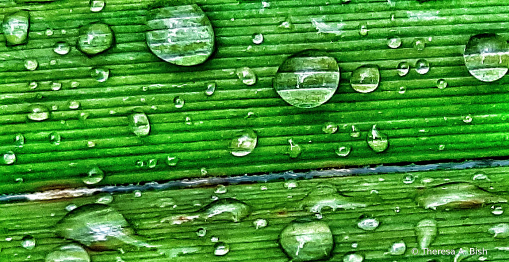 Blade of Grass After the Rain 