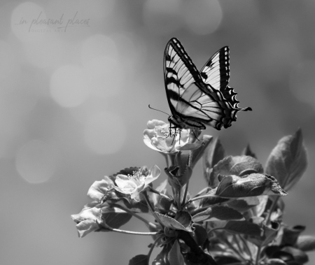 Bokeh and Butterfly