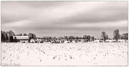 Corn Fields in Winter