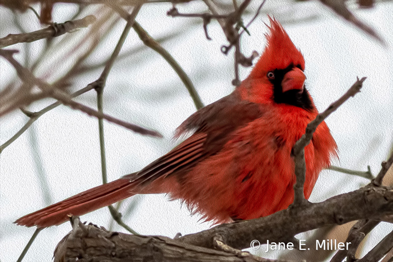 Chubby Cardinal