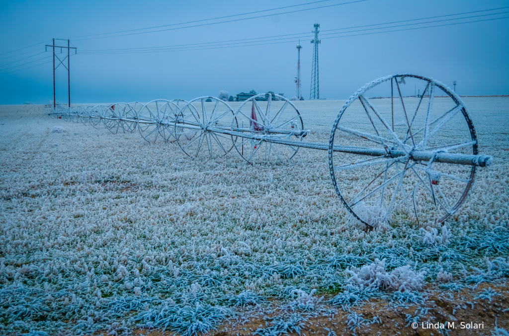 Hoar Frosty Field