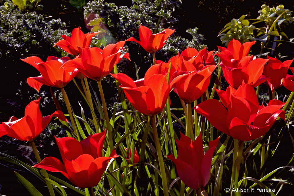 Red flowers