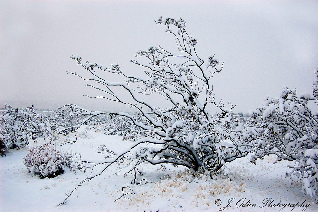 Mojave Snow