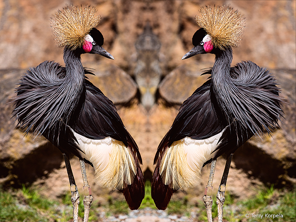 West-African Black Crowned Crane - ID: 15878330 © Terry Korpela