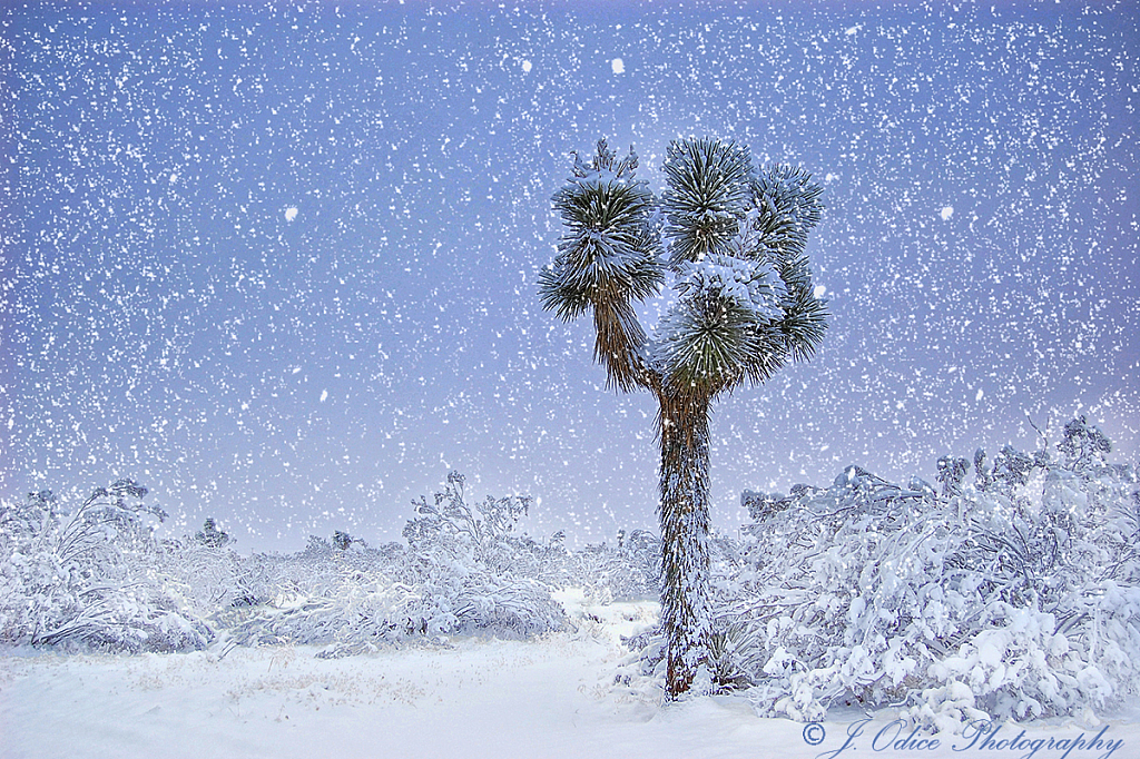 Joshua Tree in the Snow