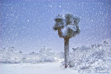 Joshua Tree in the Snow