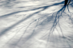 Snowy Shadows