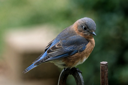 Eastern Bluebird