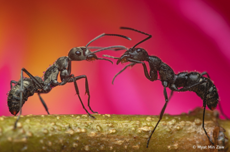 two little ants