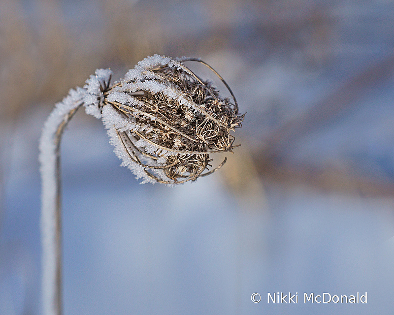 Hoar Frost on Queen Anne