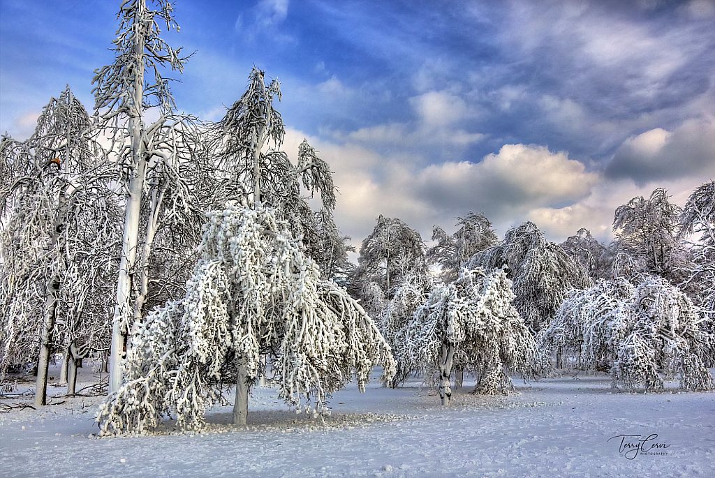 Winter White