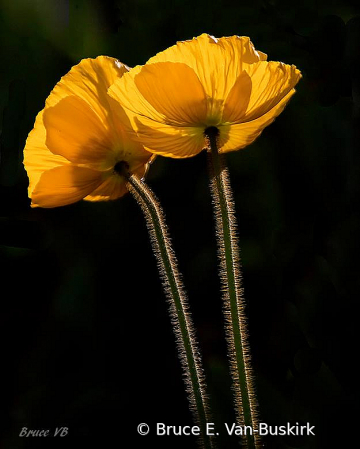 Back lit stems