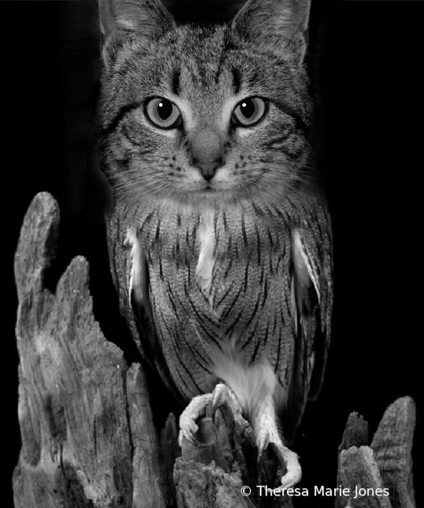Owlly Cat - ID: 15878724 © Theresa Marie Jones