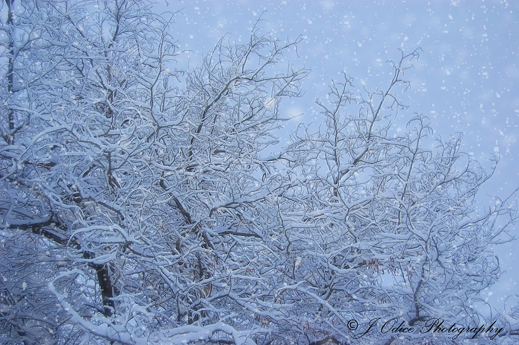 Blue Hour and Snowy Branches