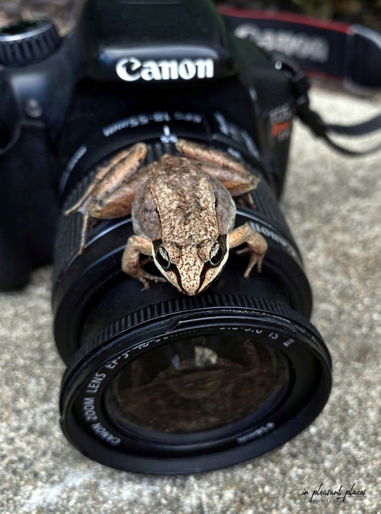 Canon Companion