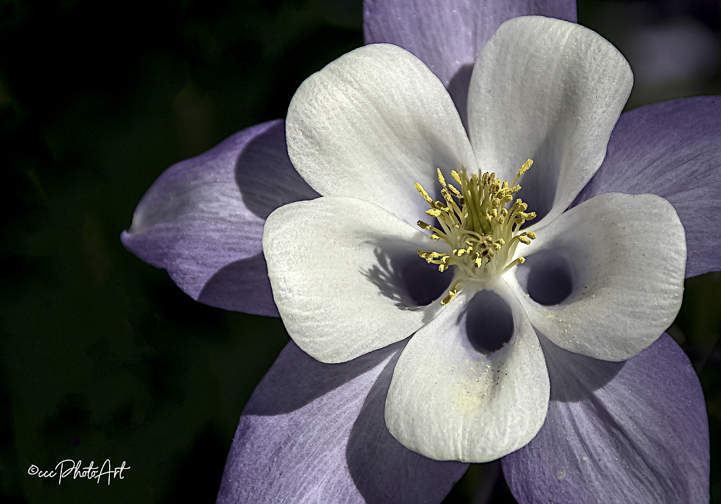 Lilac Ice Columbine