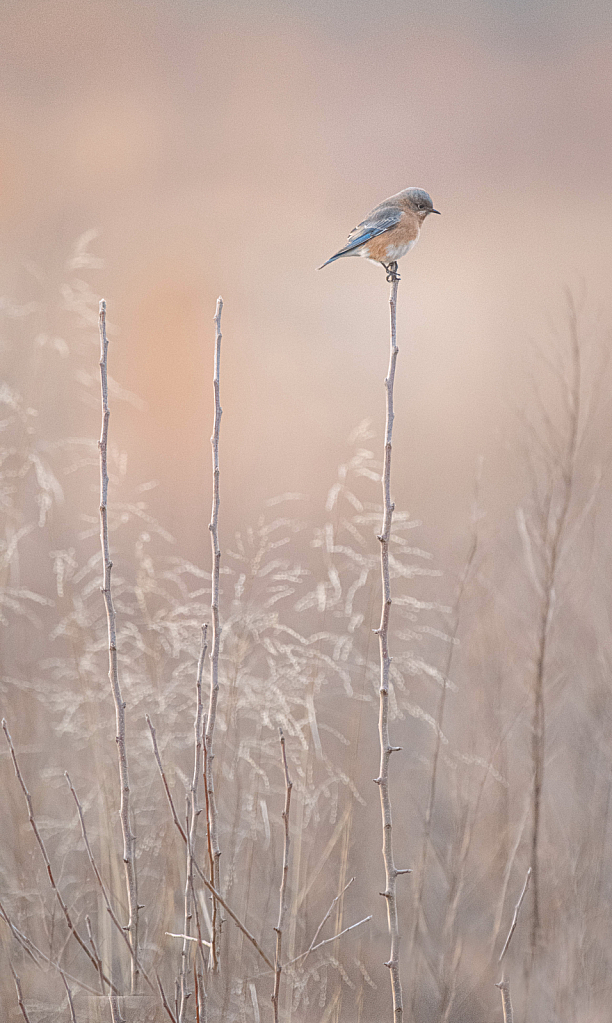 Bluebird in the Field