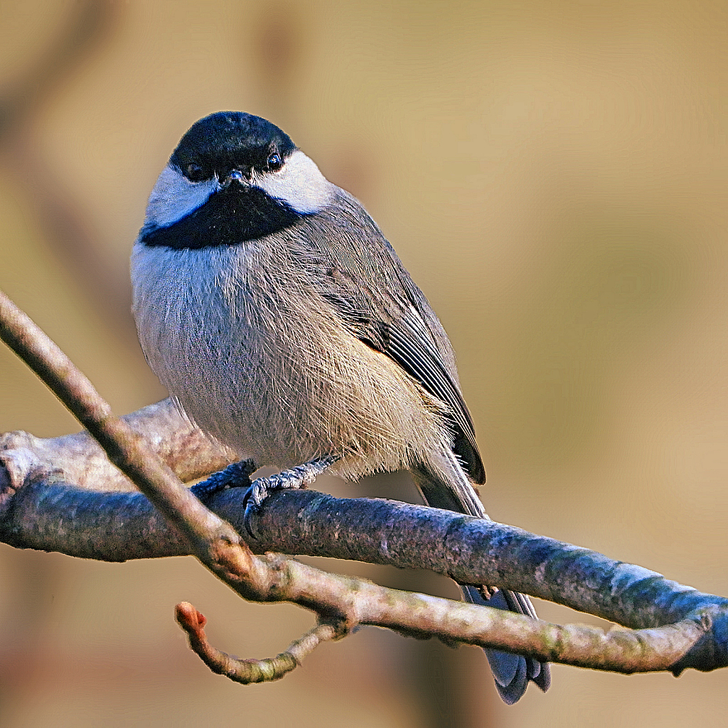 Black Capped Chickadee - ID: 15879052 © Janet Criswell