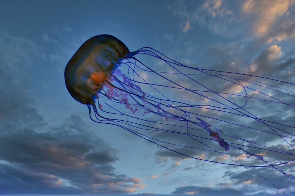 The Last Remaining Flying Jellyfish