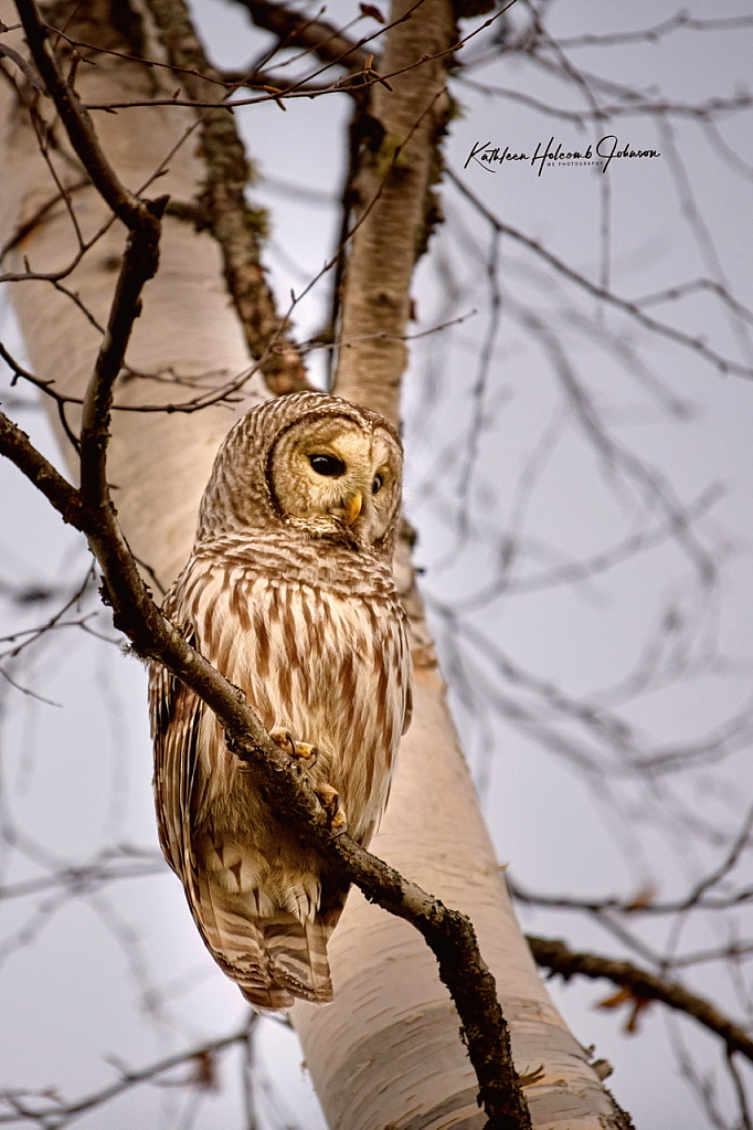 Barred Owl - A Privilege Granted! - ID: 15879082 © Kathleen Holcomb Johnson