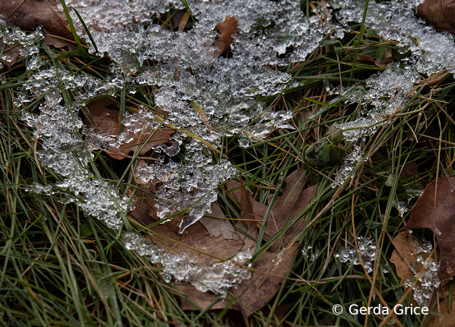 Dead Leaves Under Glittering Ice