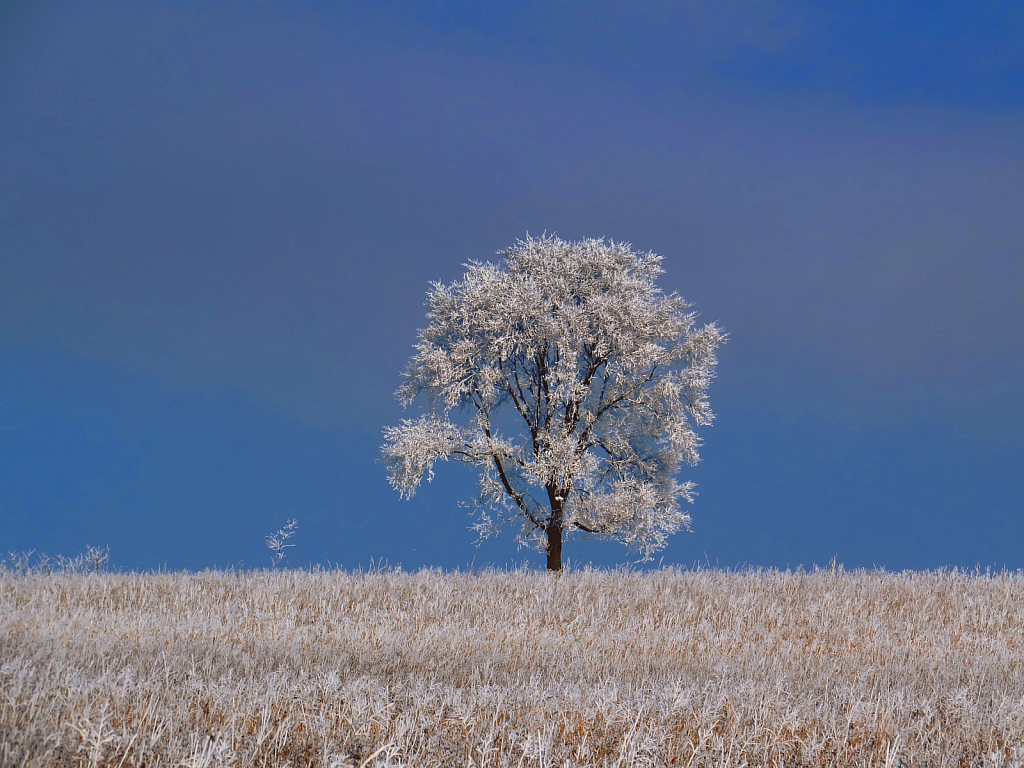 Lone Tree In Winter