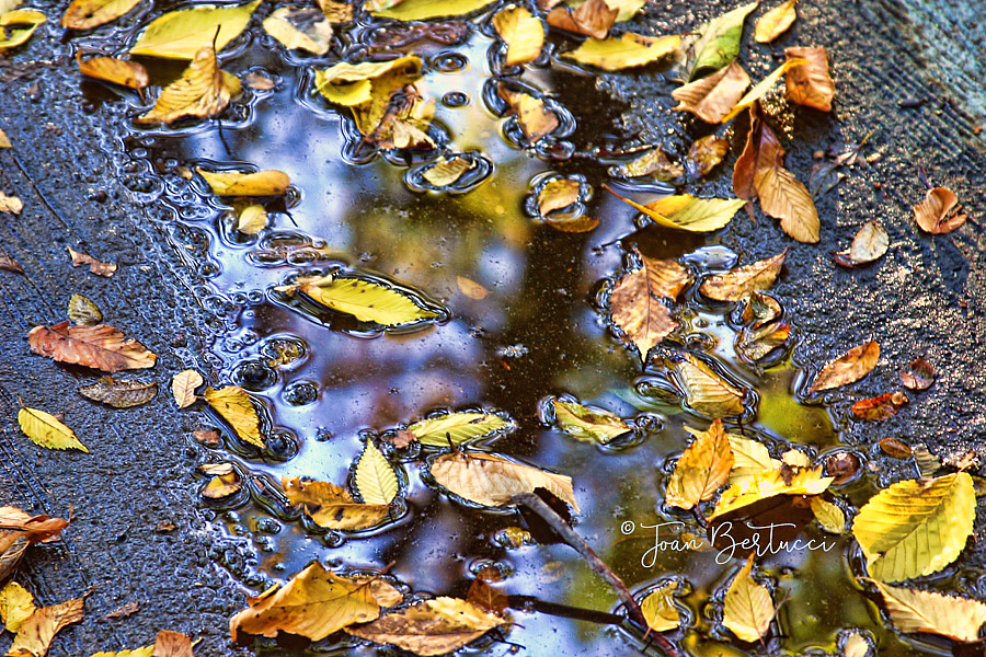 Autumn on the Ground