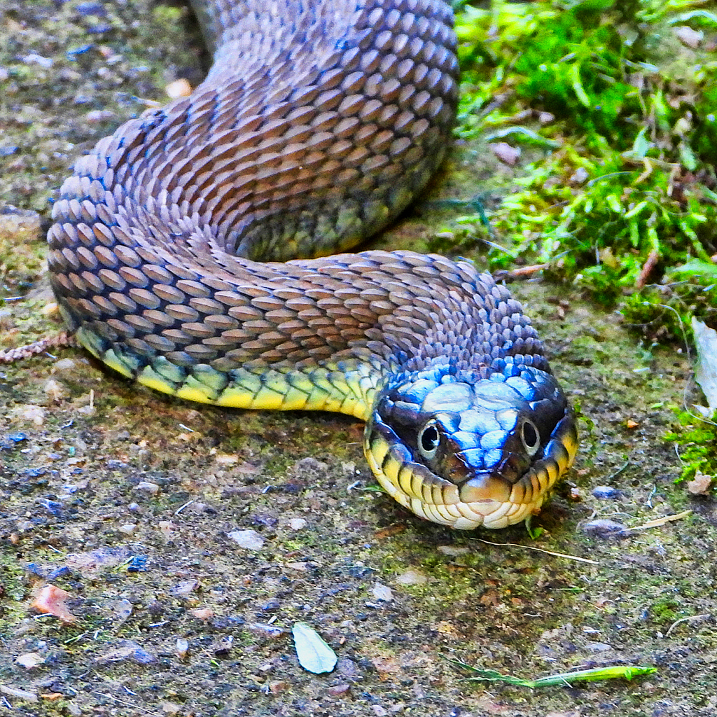 Coming Through - ID: 15879192 © Janet Criswell