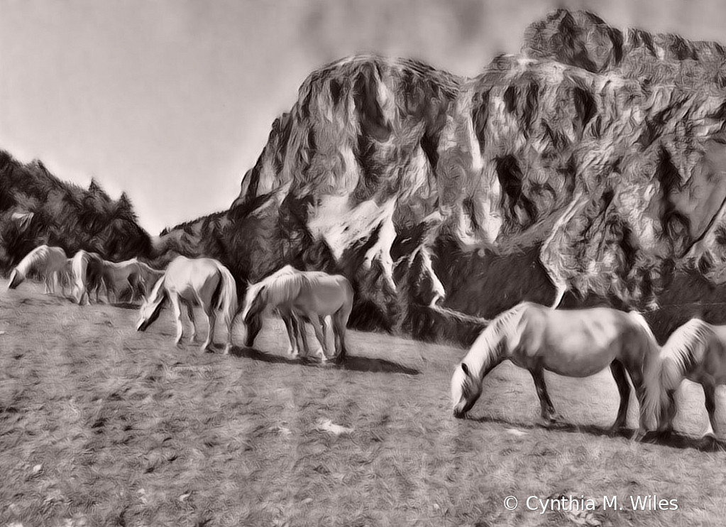 Highland Horses of the Dolomites