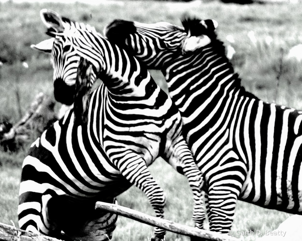 Zebra's Playing