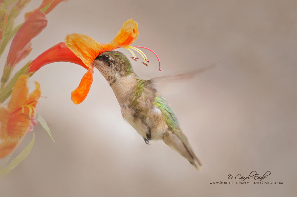 Sipping Honeysuckle