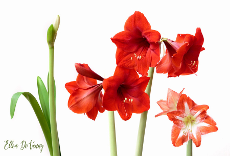 Amaryllis Smiles