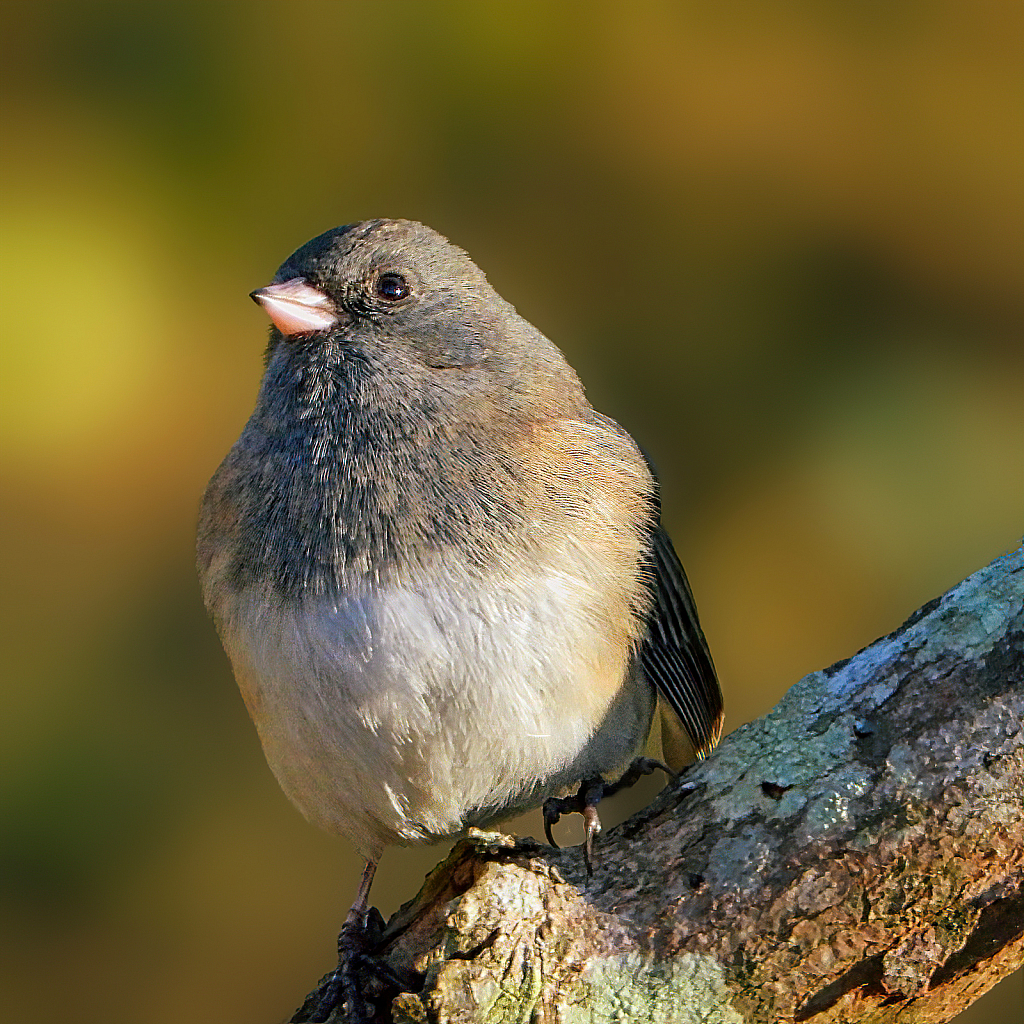 Dark-eyed Junco - ID: 15879315 © Janet Criswell