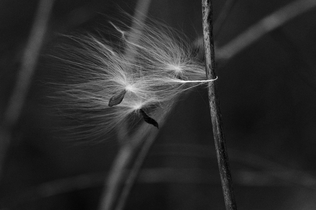 Milkweed, Wind - ID: 15879337 © Larry Lawhead