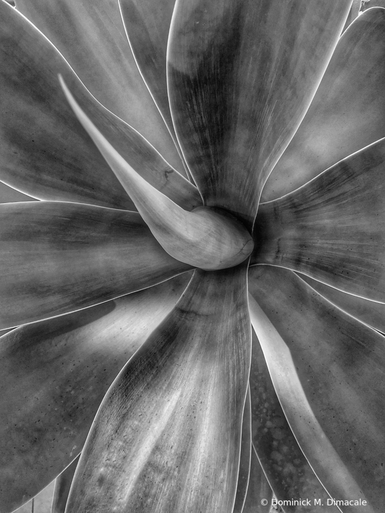 ~ ~ AGAVE LINES ~ ~ 