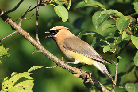 Cedar Waxwing