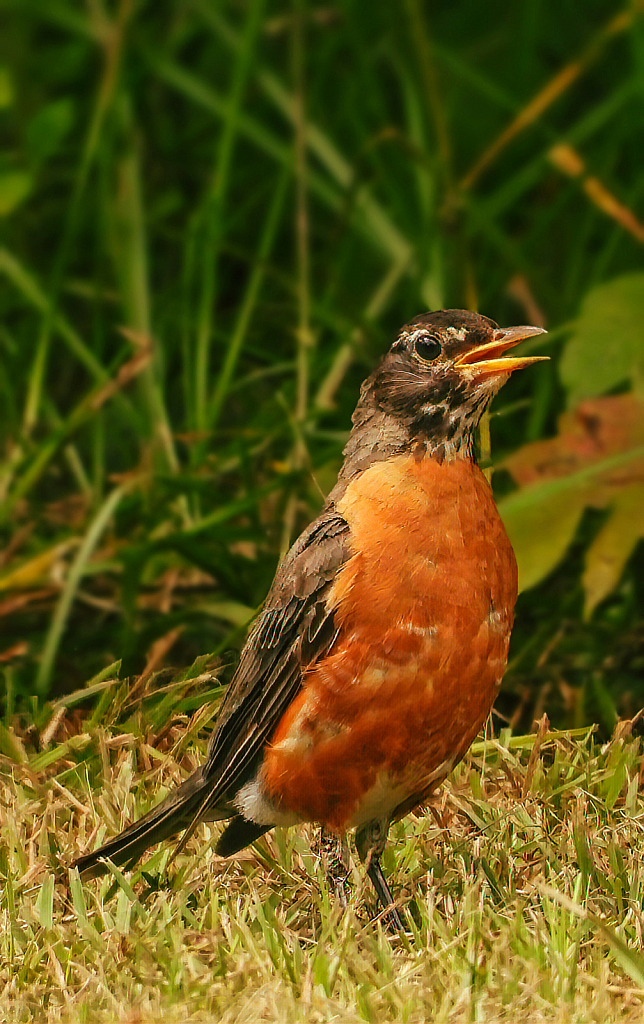 American Robin - ID: 15879414 © Janet Criswell