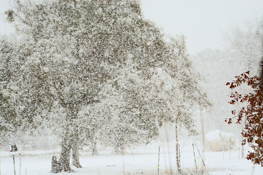 a flurry of white......