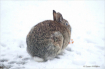 Bunny with Blizza...