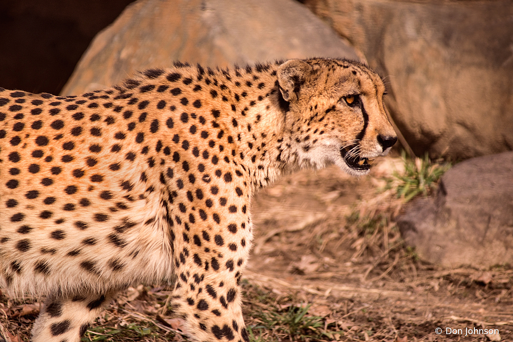 A Stalking Cheetah 2-3-20 064 - ID: 15879441 © Don Johnson