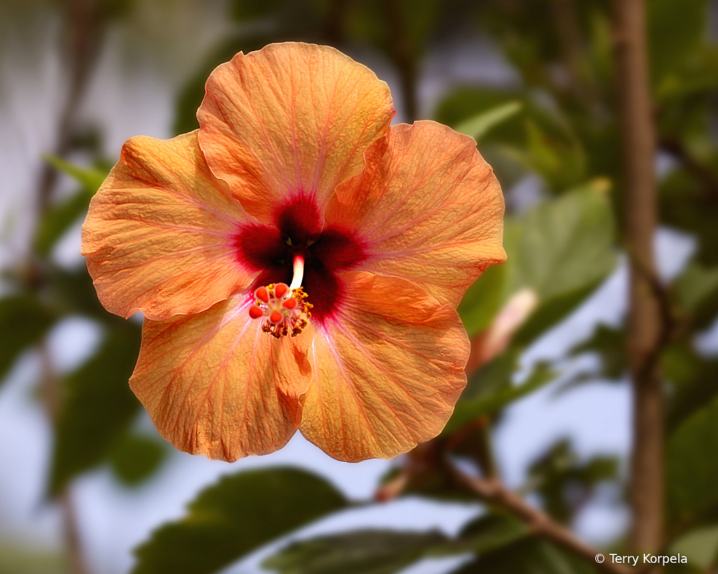 Kula Botanical Garden, Maui - ID: 15879506 © Terry Korpela