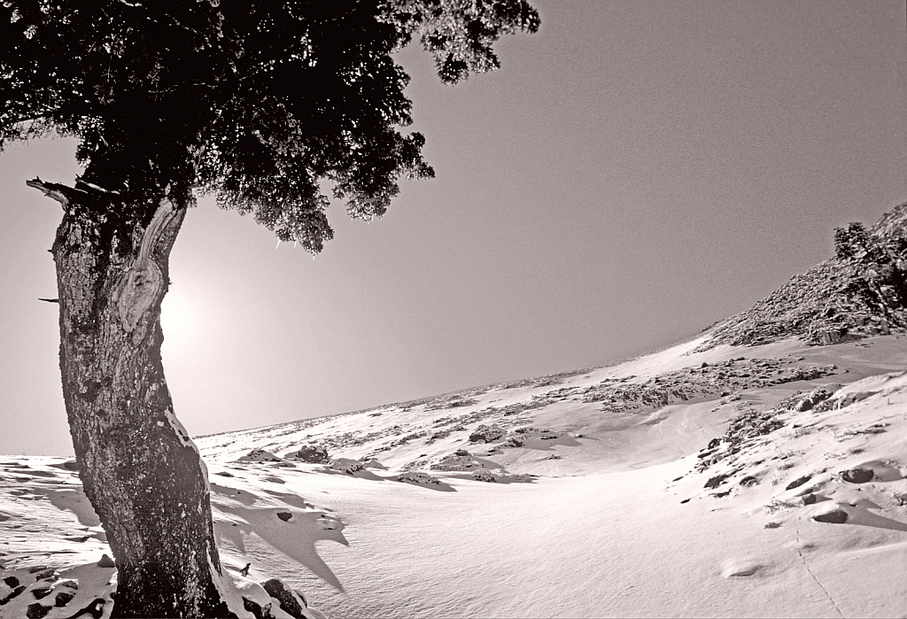 Single tree on the ridge.