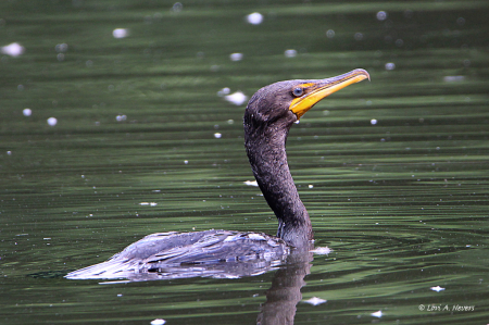 Cormorant