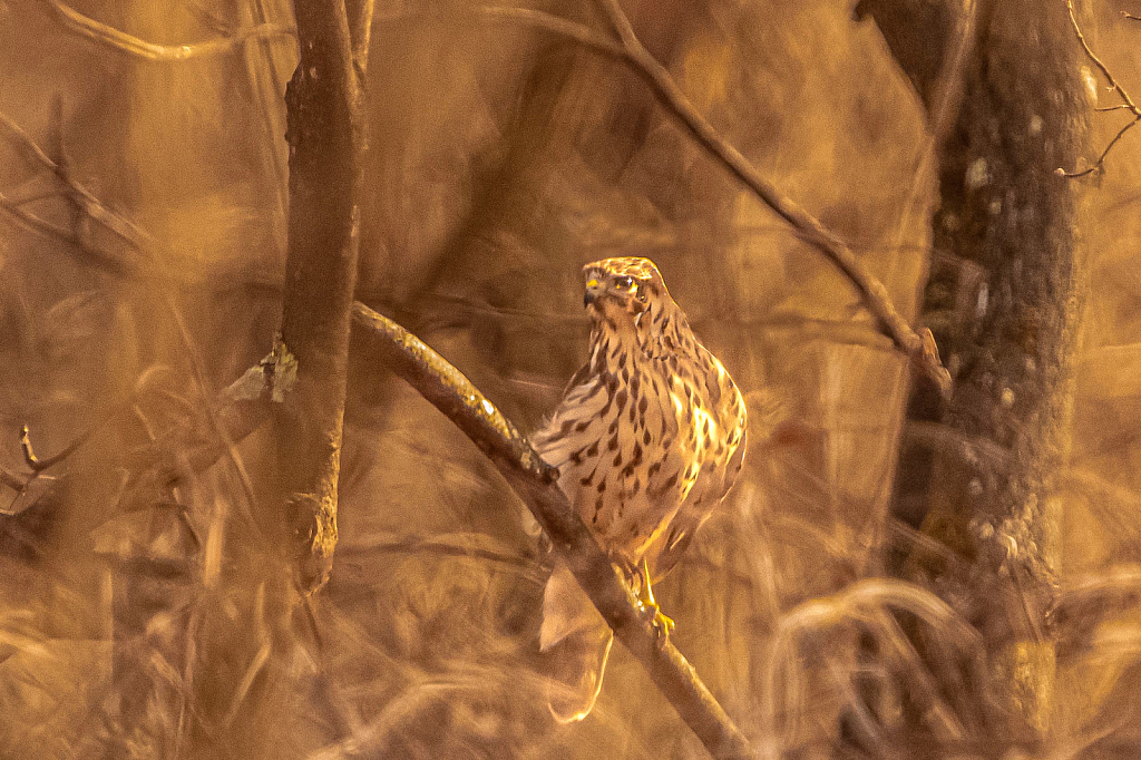 Red Shouldered Hawk in the Woods Today