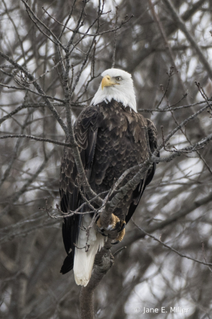 Eagle Portrait